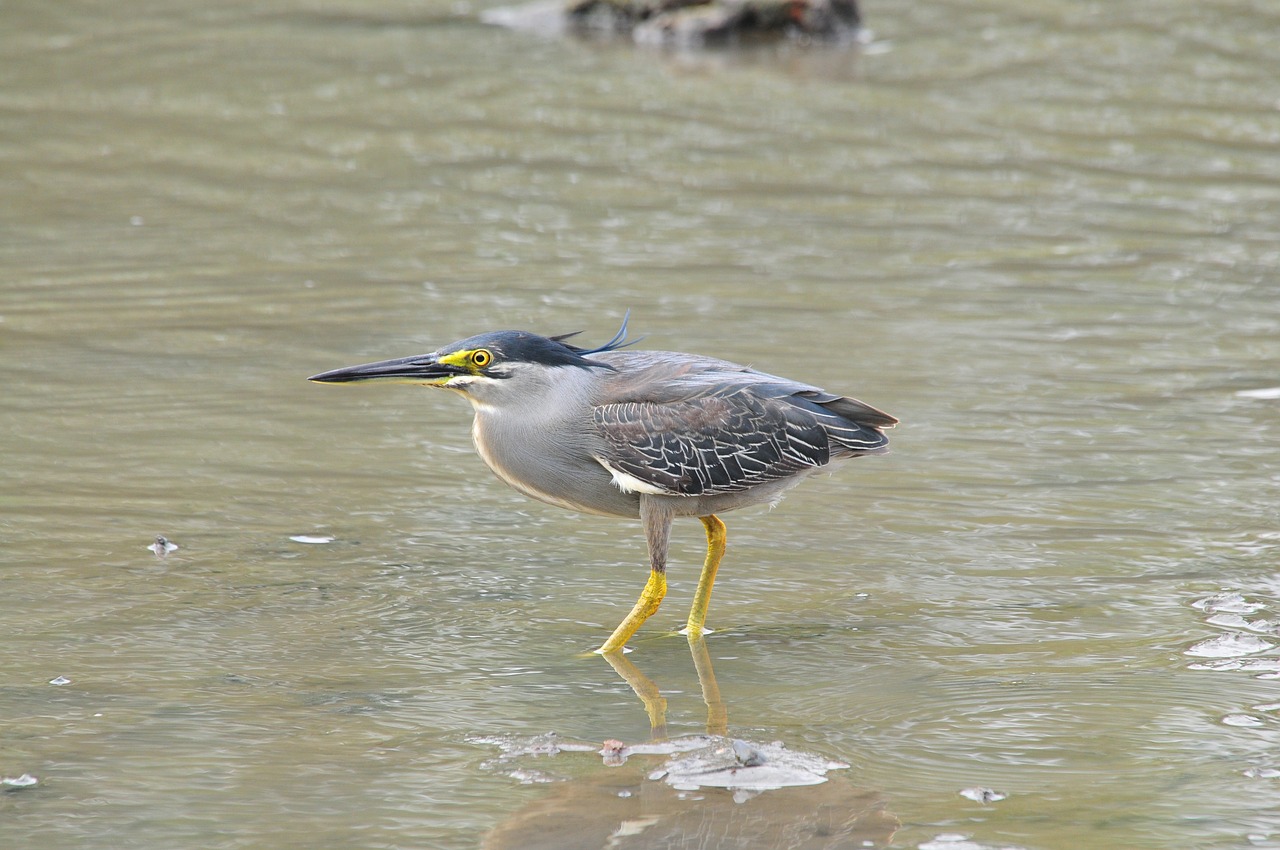 bird waters wild animals free photo