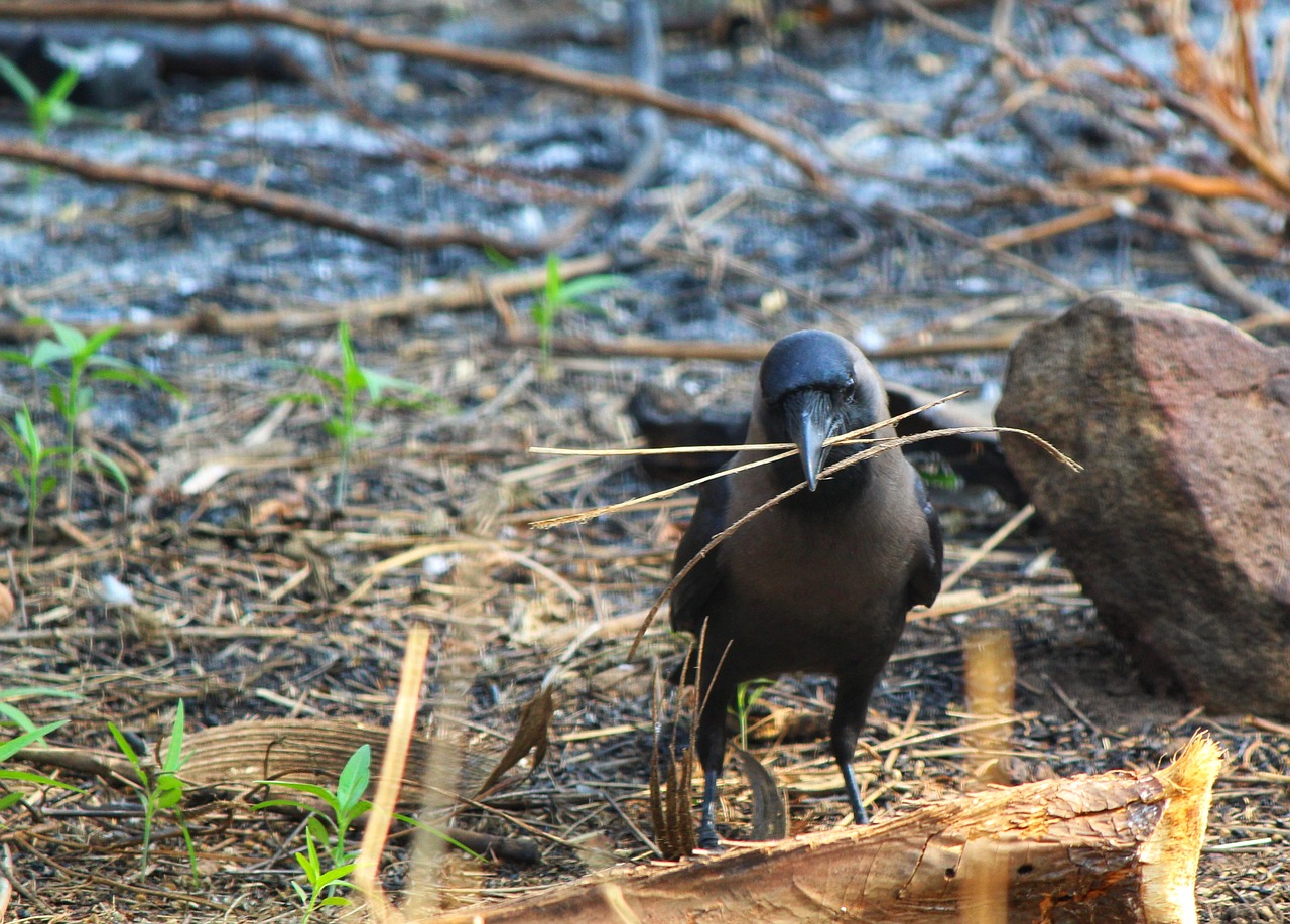 bird nature wildlife free photo