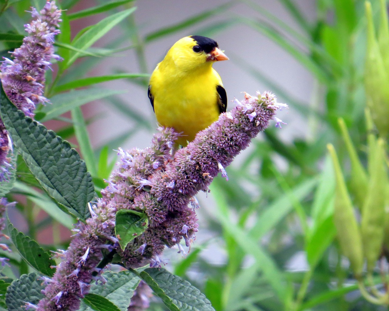 bird nature wildlife free photo