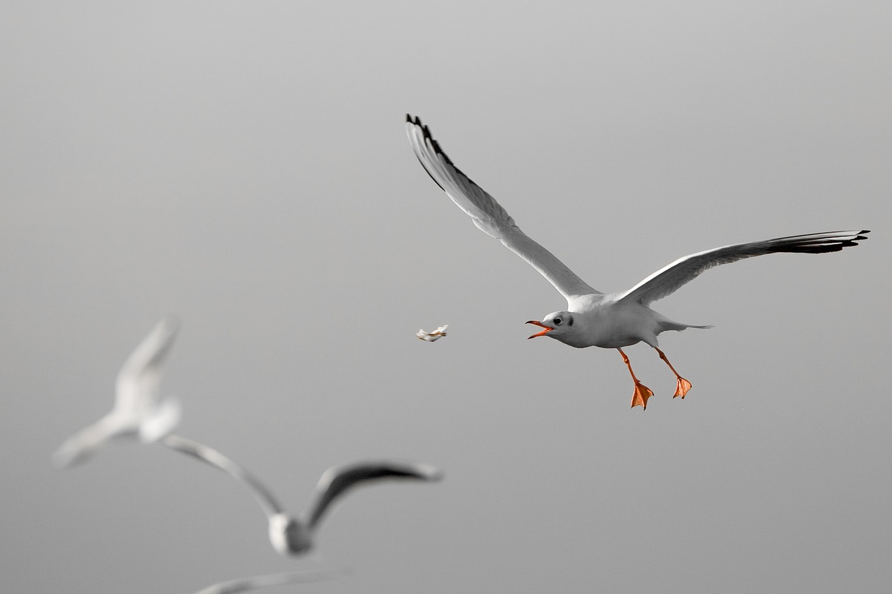 bird wildlife seagulls free photo