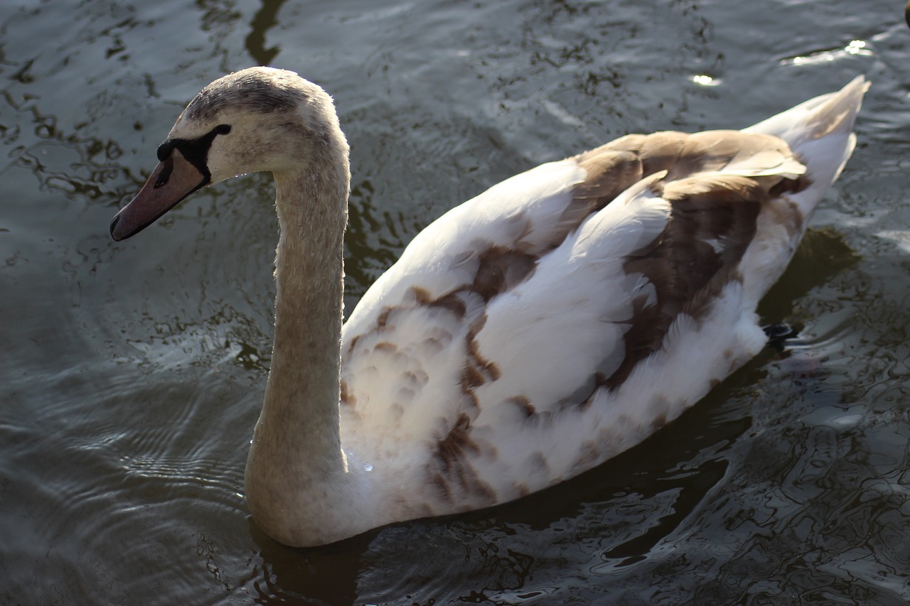 bird water nature free photo