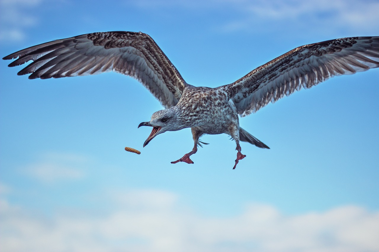 bird nature wildlife free photo