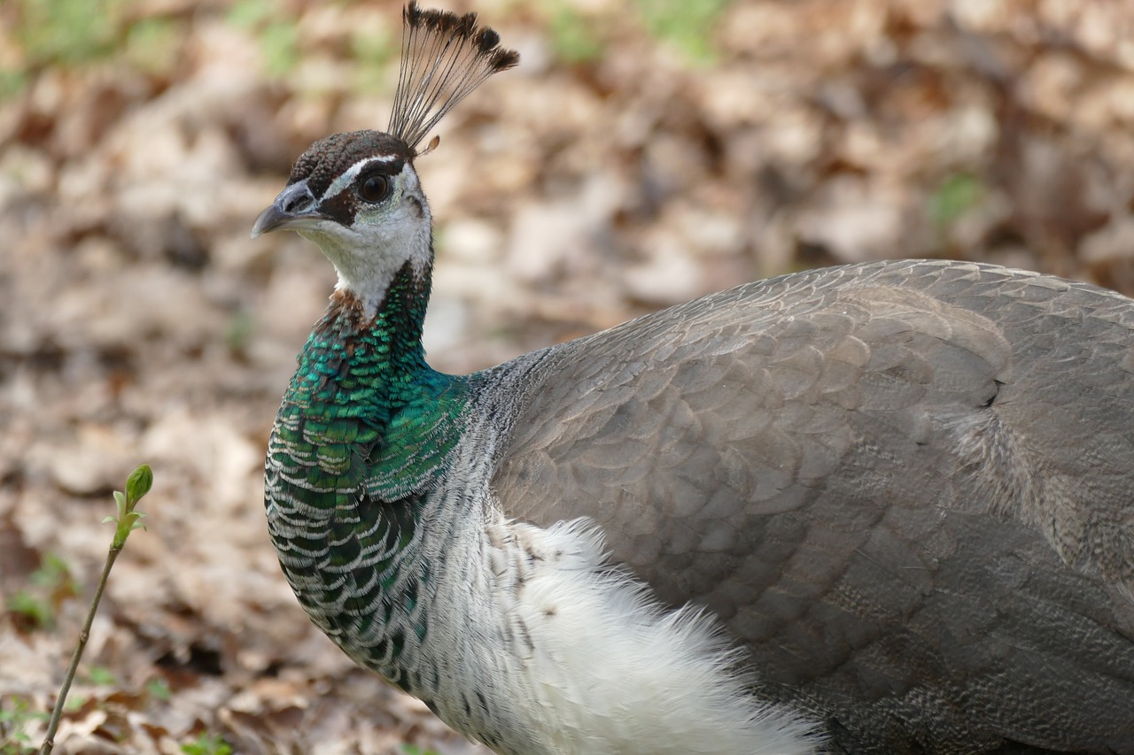 bird nature animal free photo