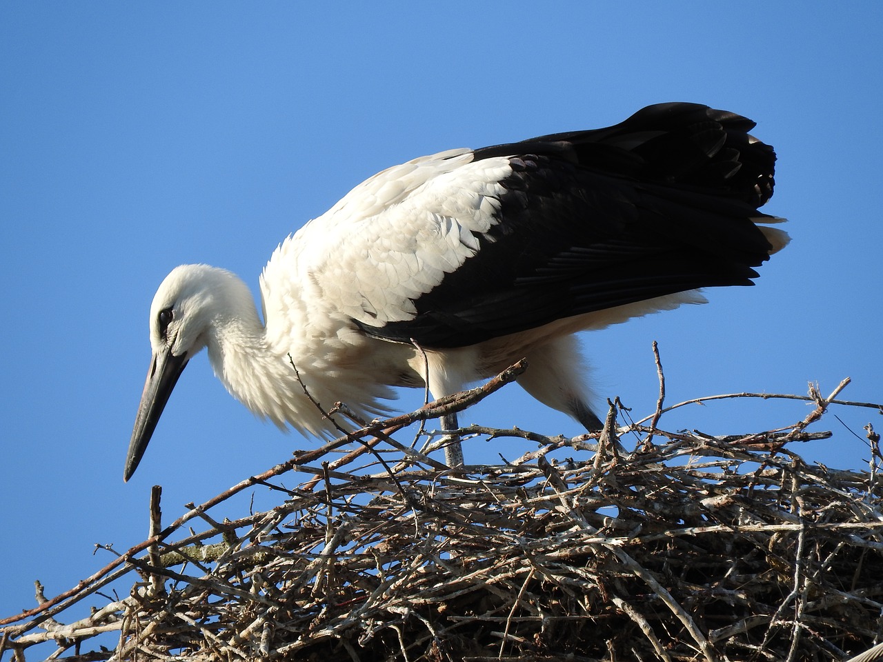 bird wild world nature free photo