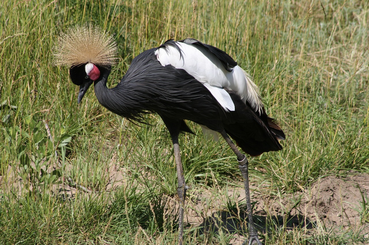 bird wildlife nature free photo