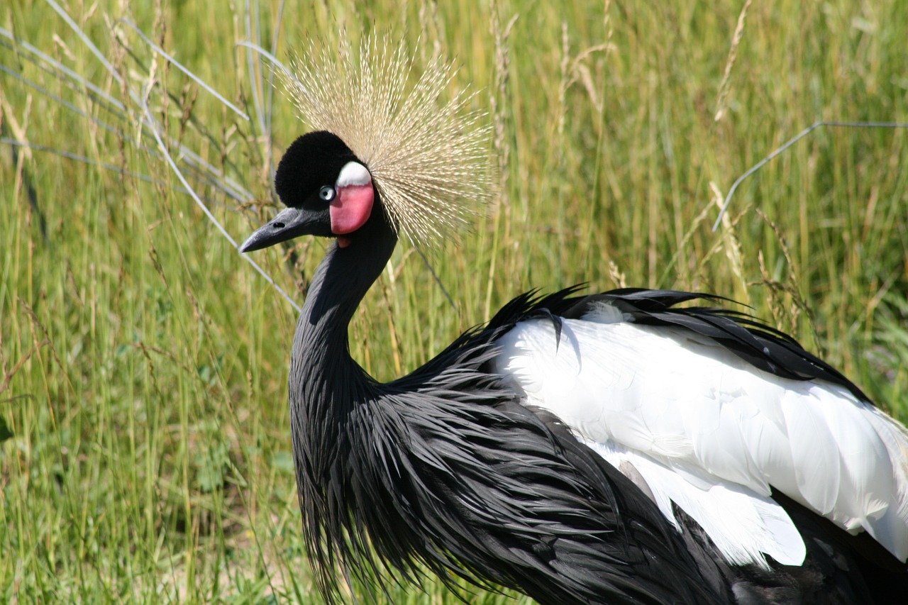 bird wildlife feather free photo