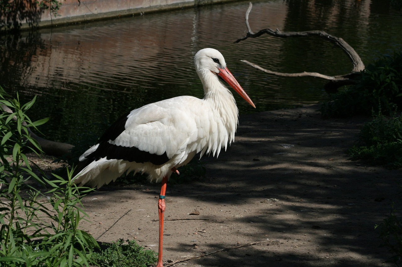 bird wildlife nature free photo