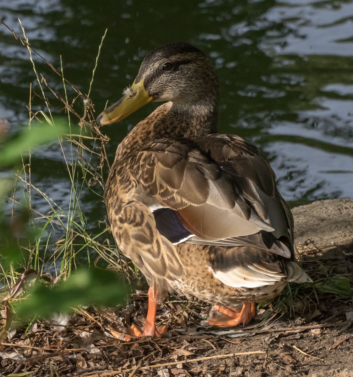 bird duck evening sun free photo