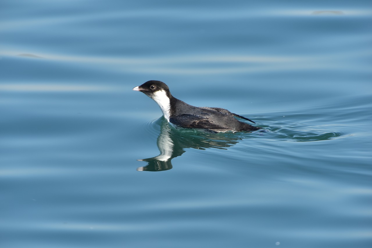 bird waters wild animals free photo