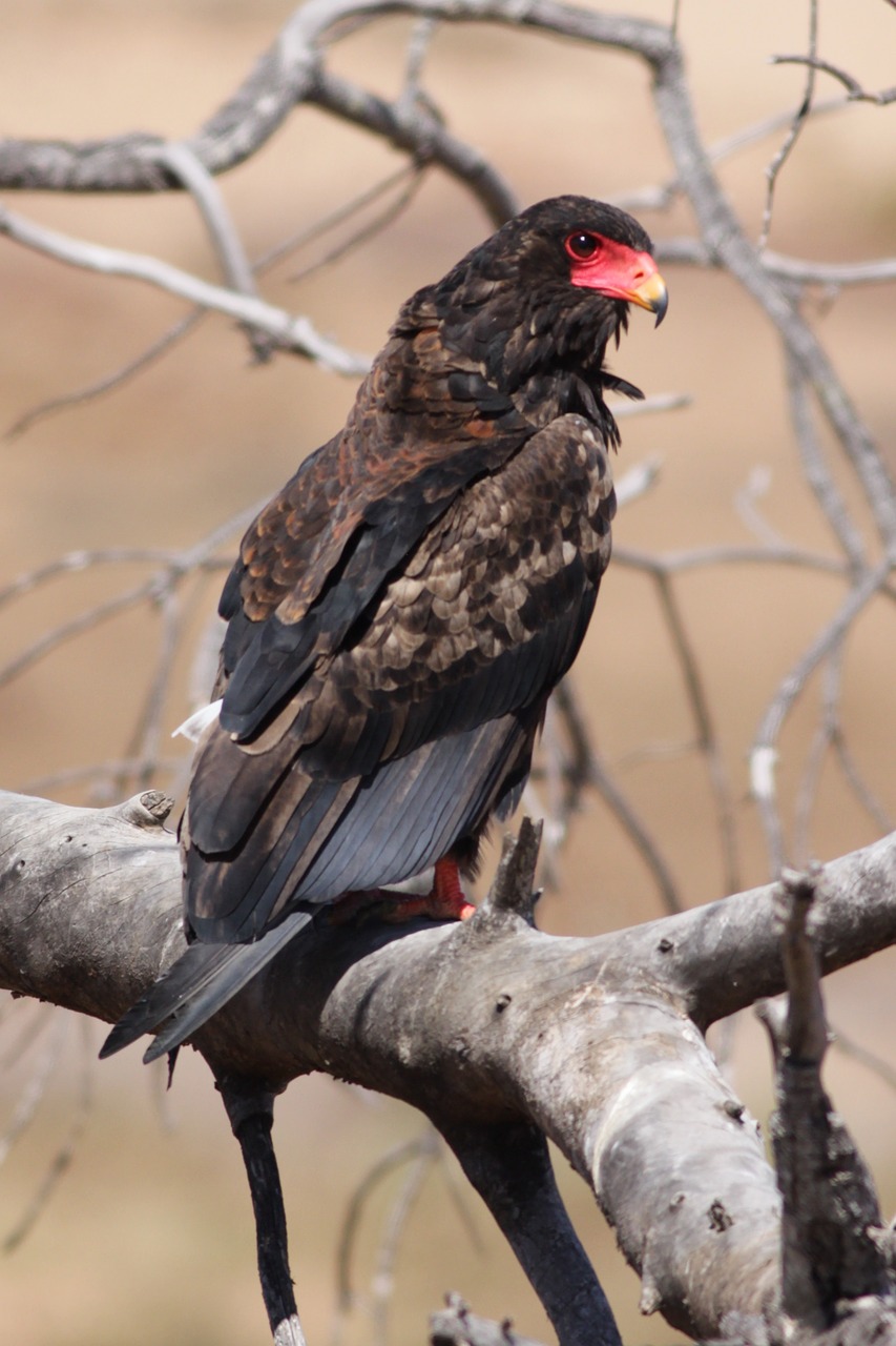 bird wildlife nature free photo