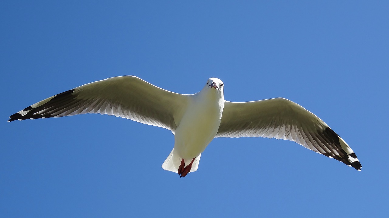 bird nature flight free photo