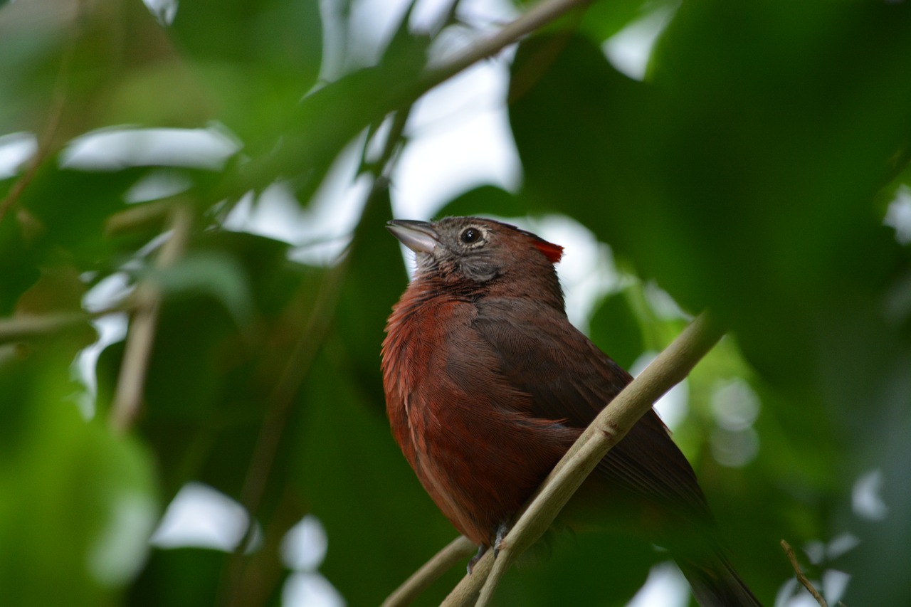 bird nature animal world free photo