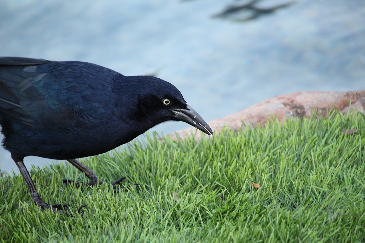 bird nature wildlife free photo