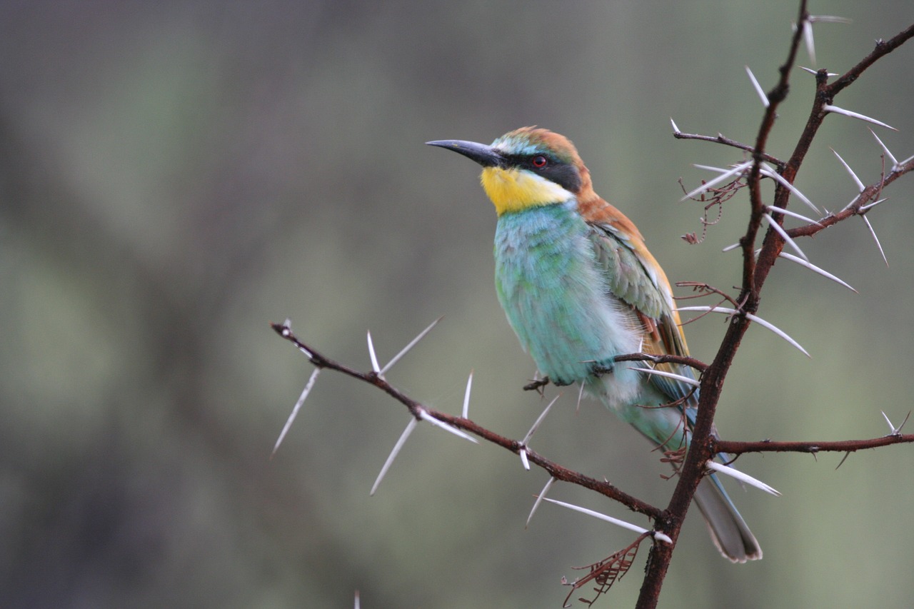 bird wildlife nature free photo