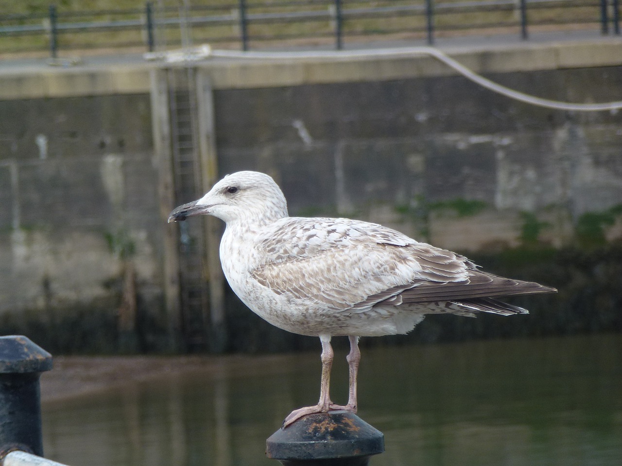 bird nature water free photo