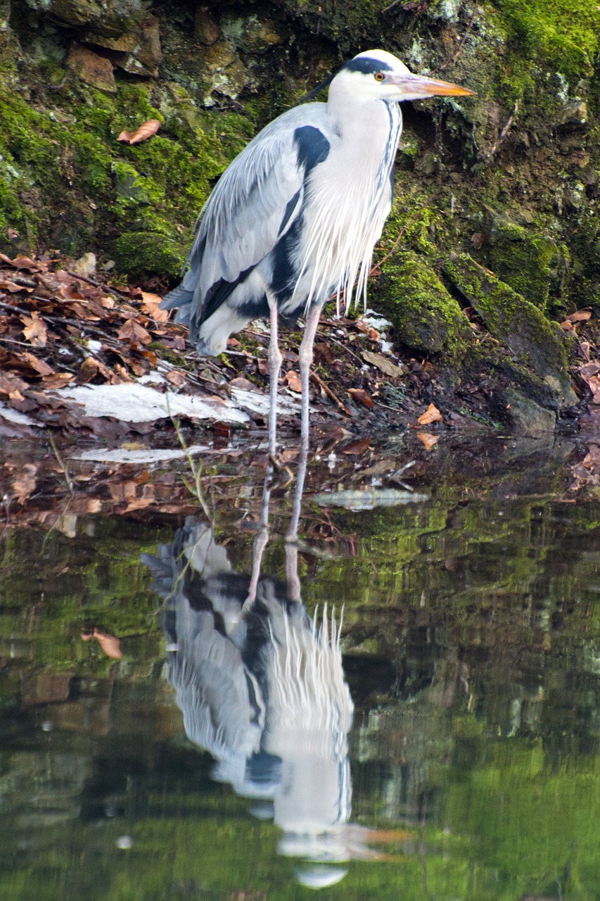 bird heron waters free photo