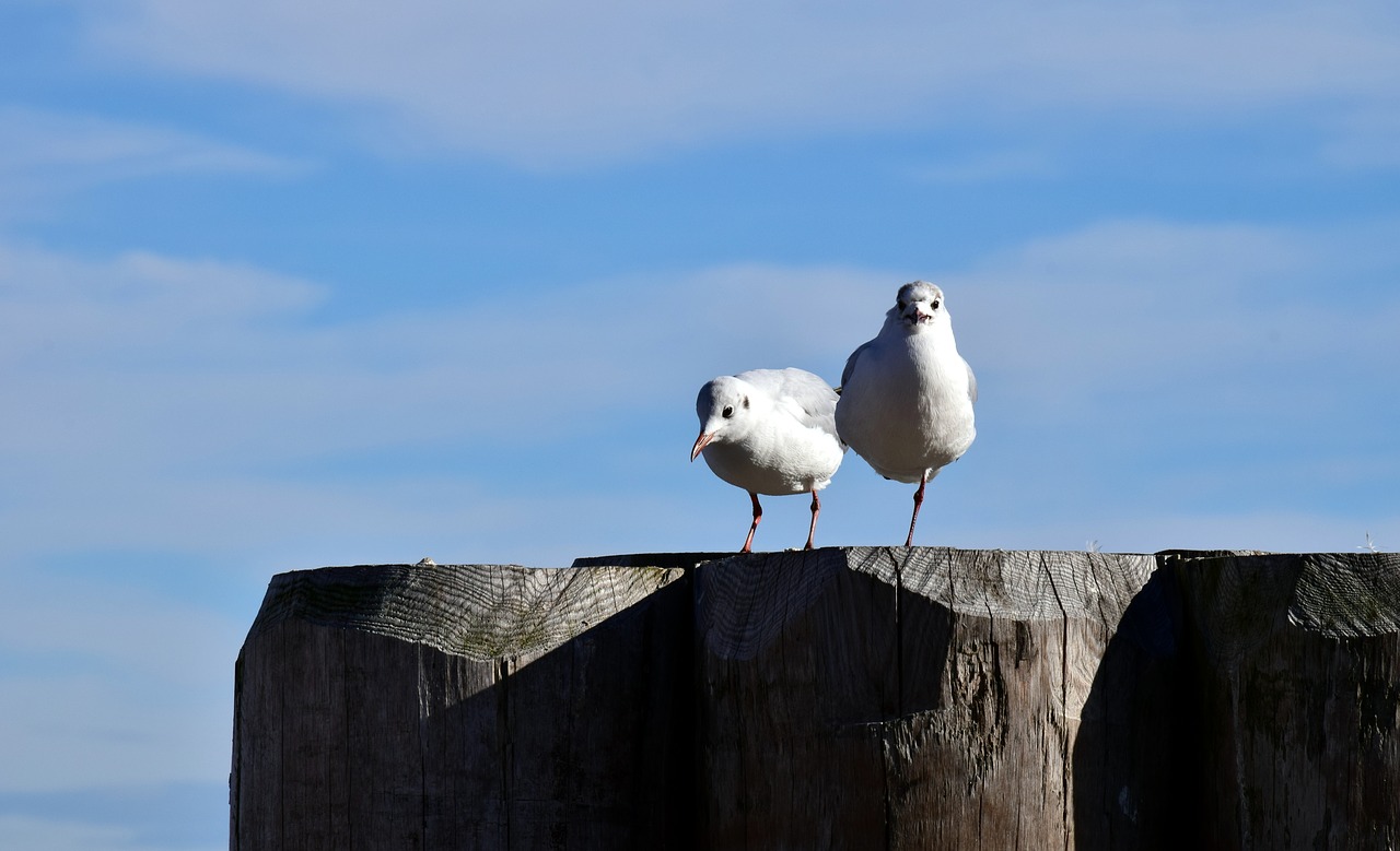 bird nature sky free photo