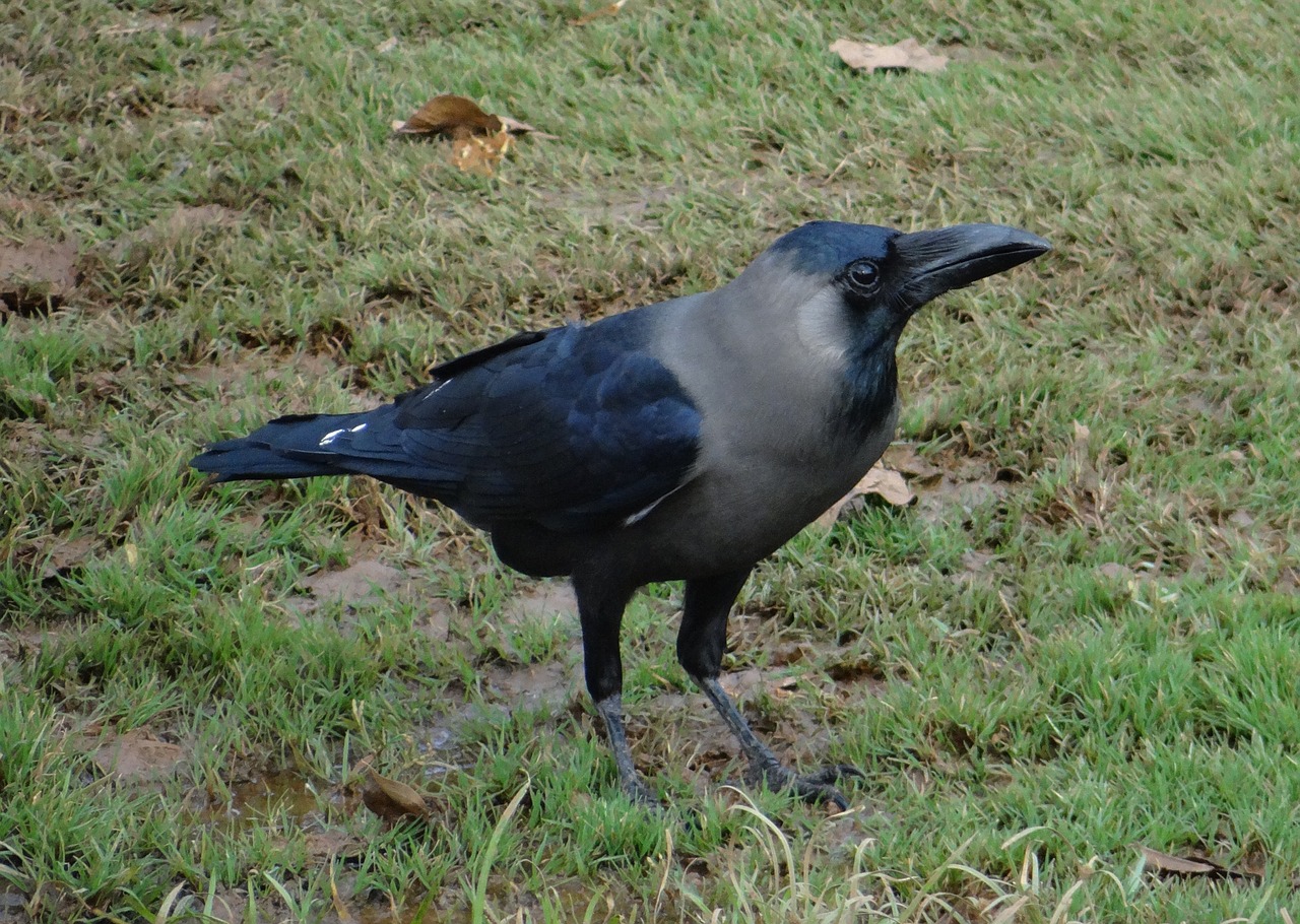 bird indian house crow corvus splendens free photo