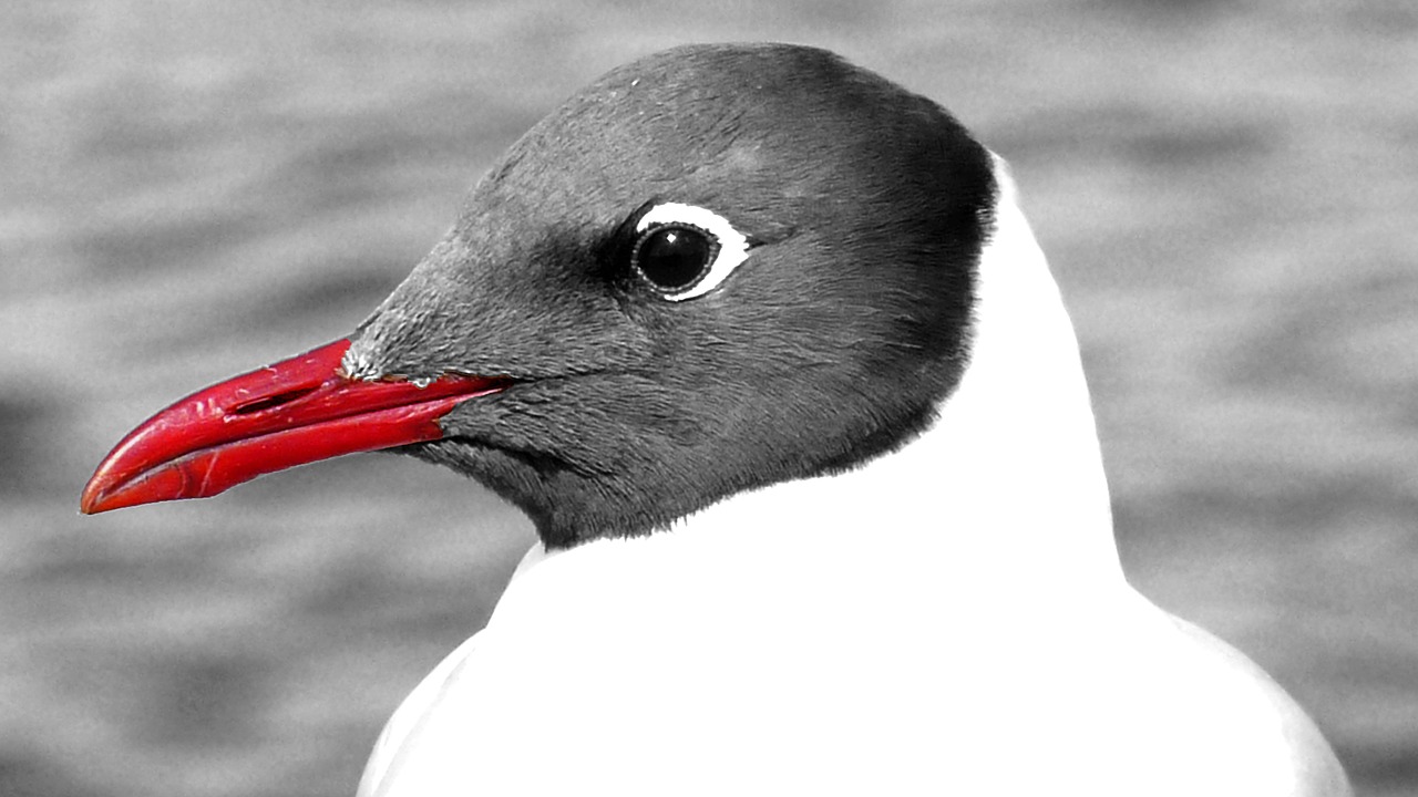 bird nature gull free photo