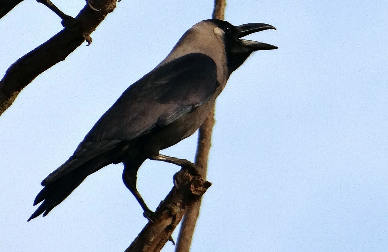 bird indian house crow corvus splendens free photo