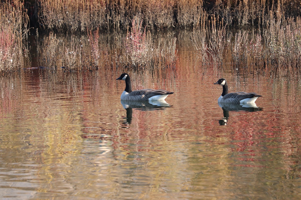 bird water lake free photo