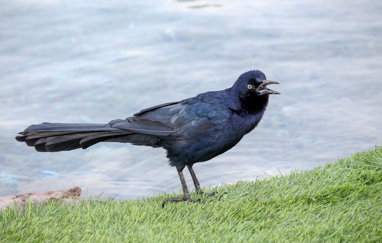 bird nature outdoors free photo