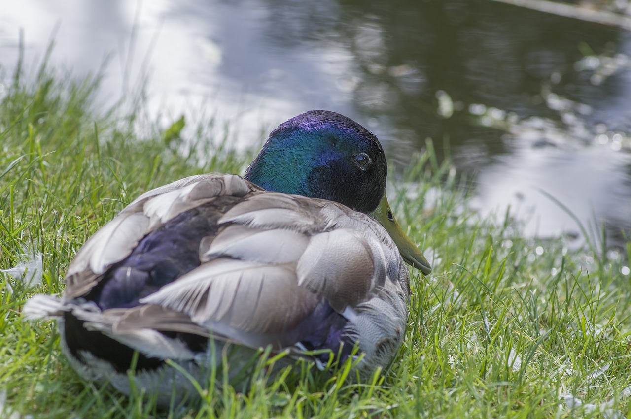 bird nature feather free photo