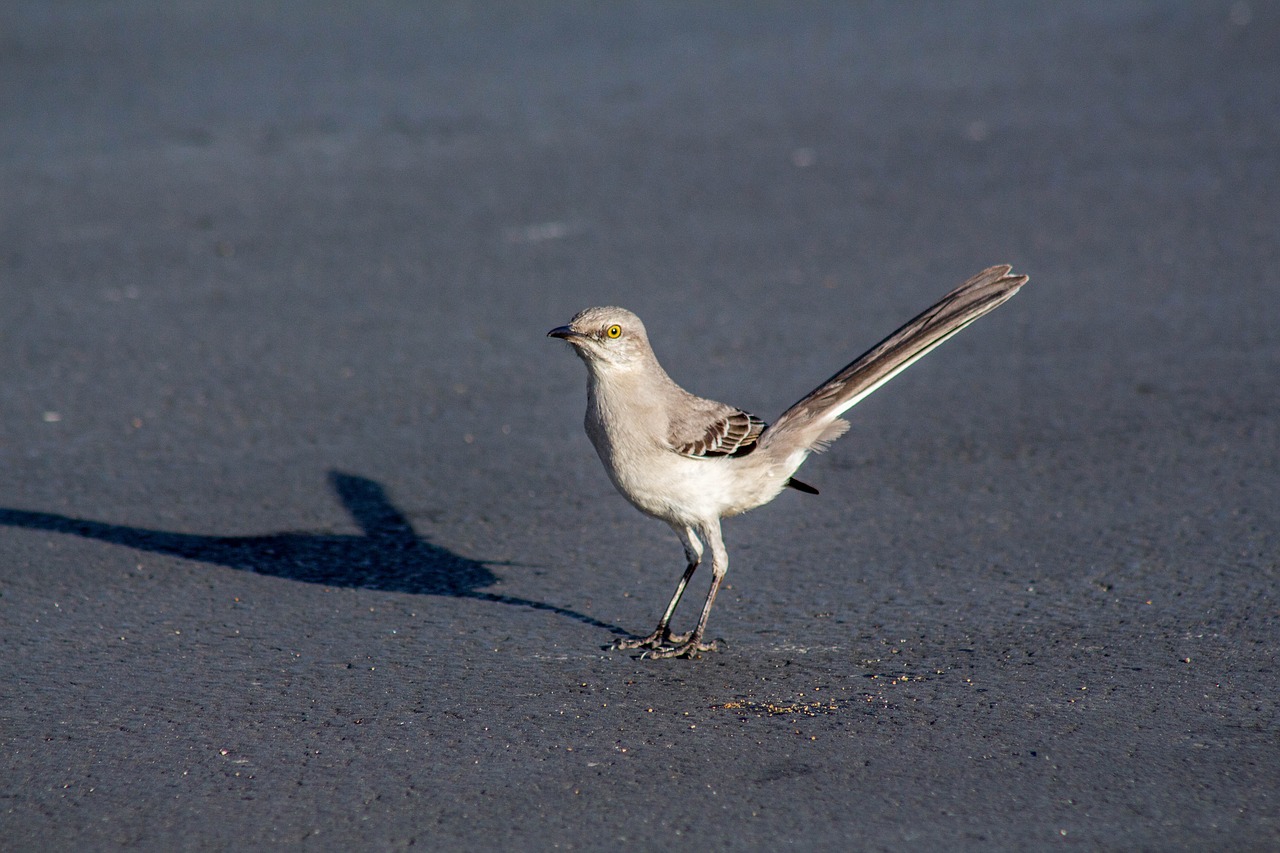 bird wildlife nature free photo