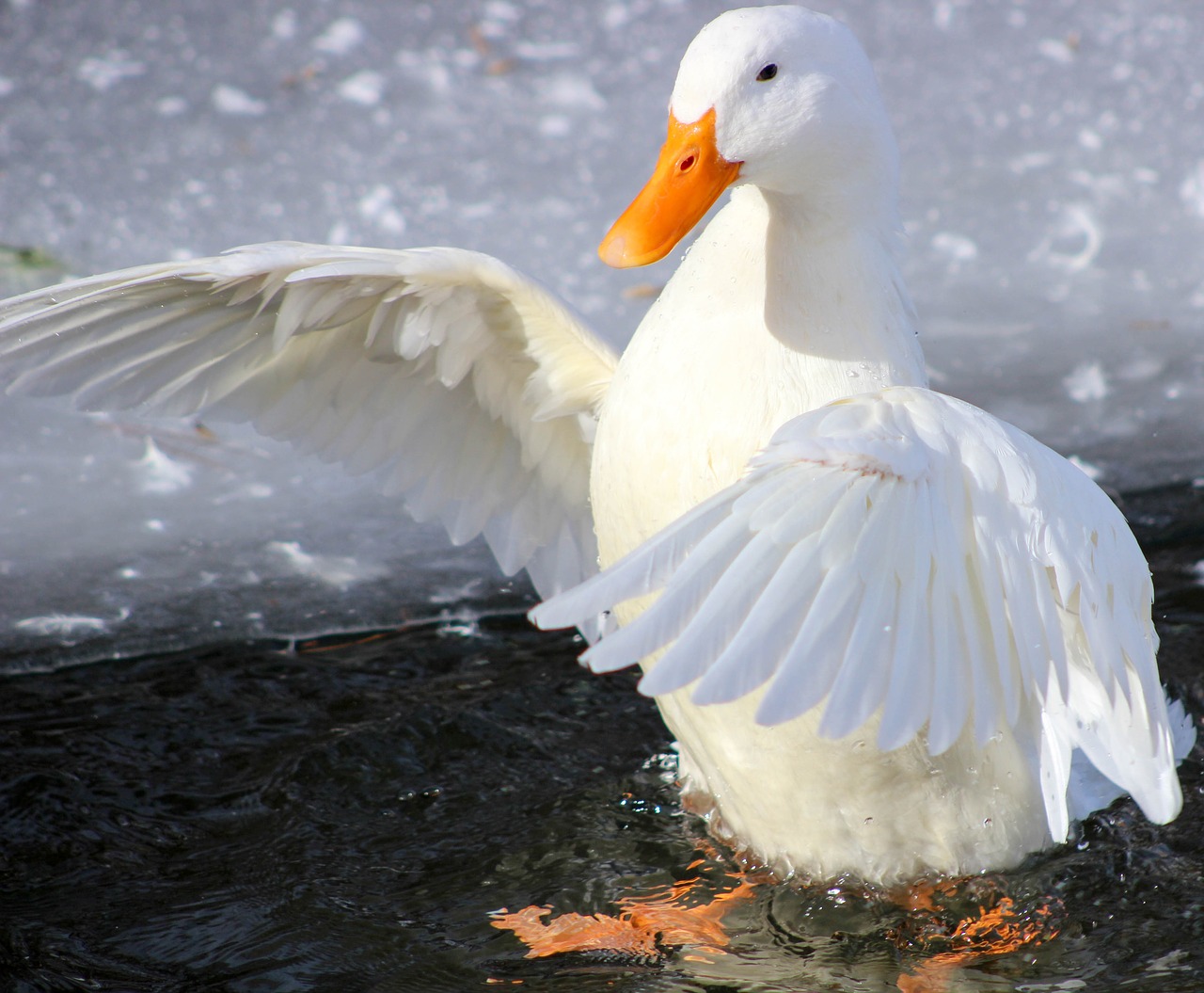 bird feather nature free photo