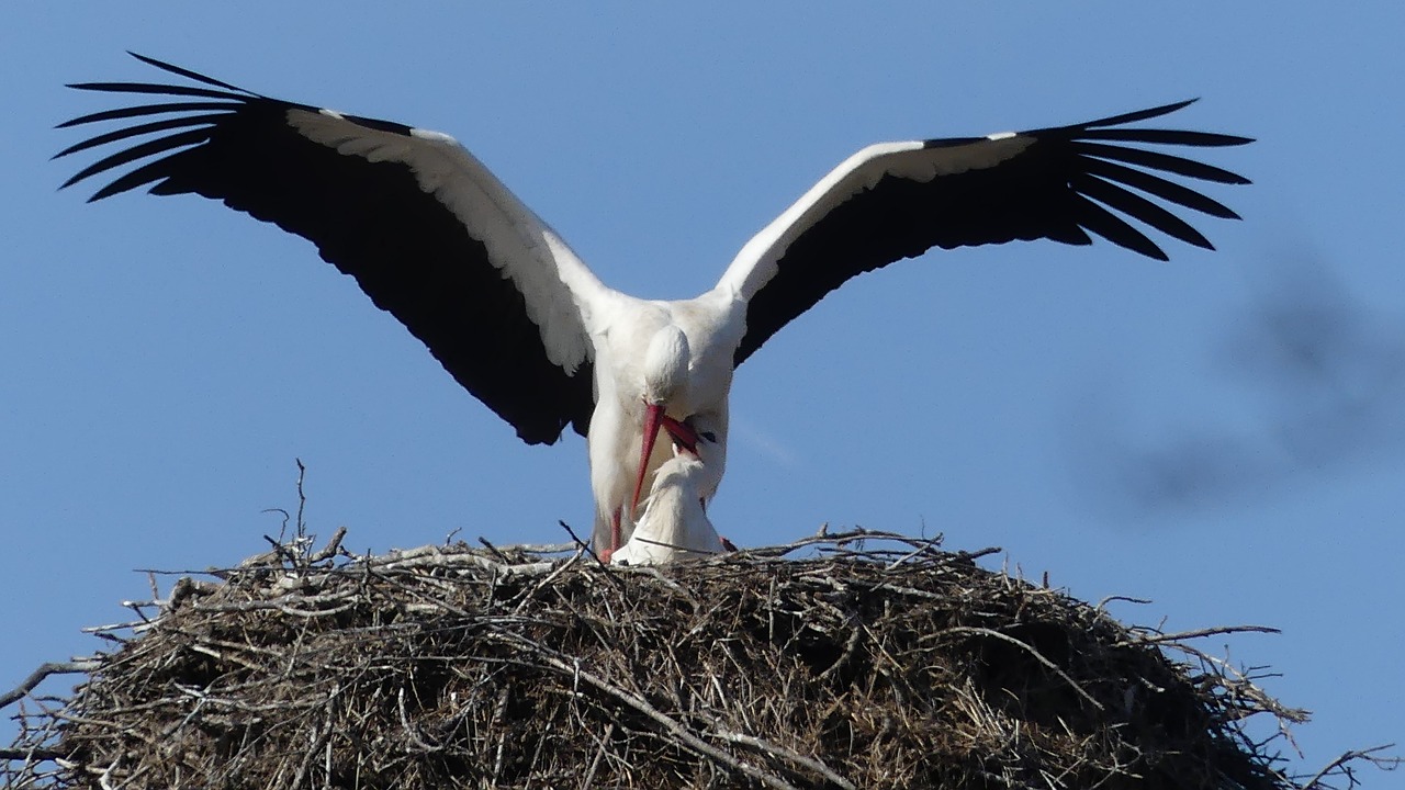 bird animal world nature free photo