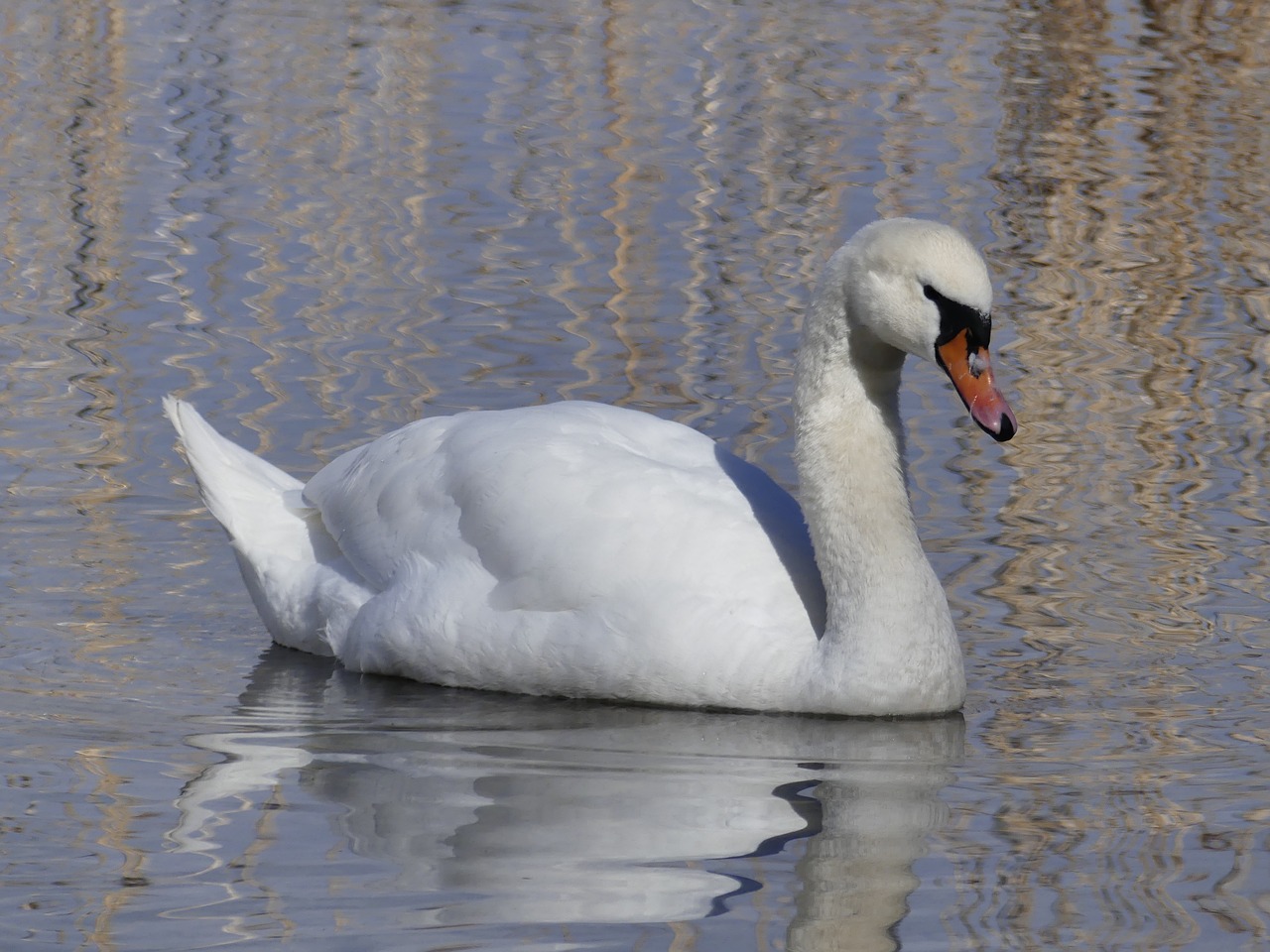 bird waters swan free photo