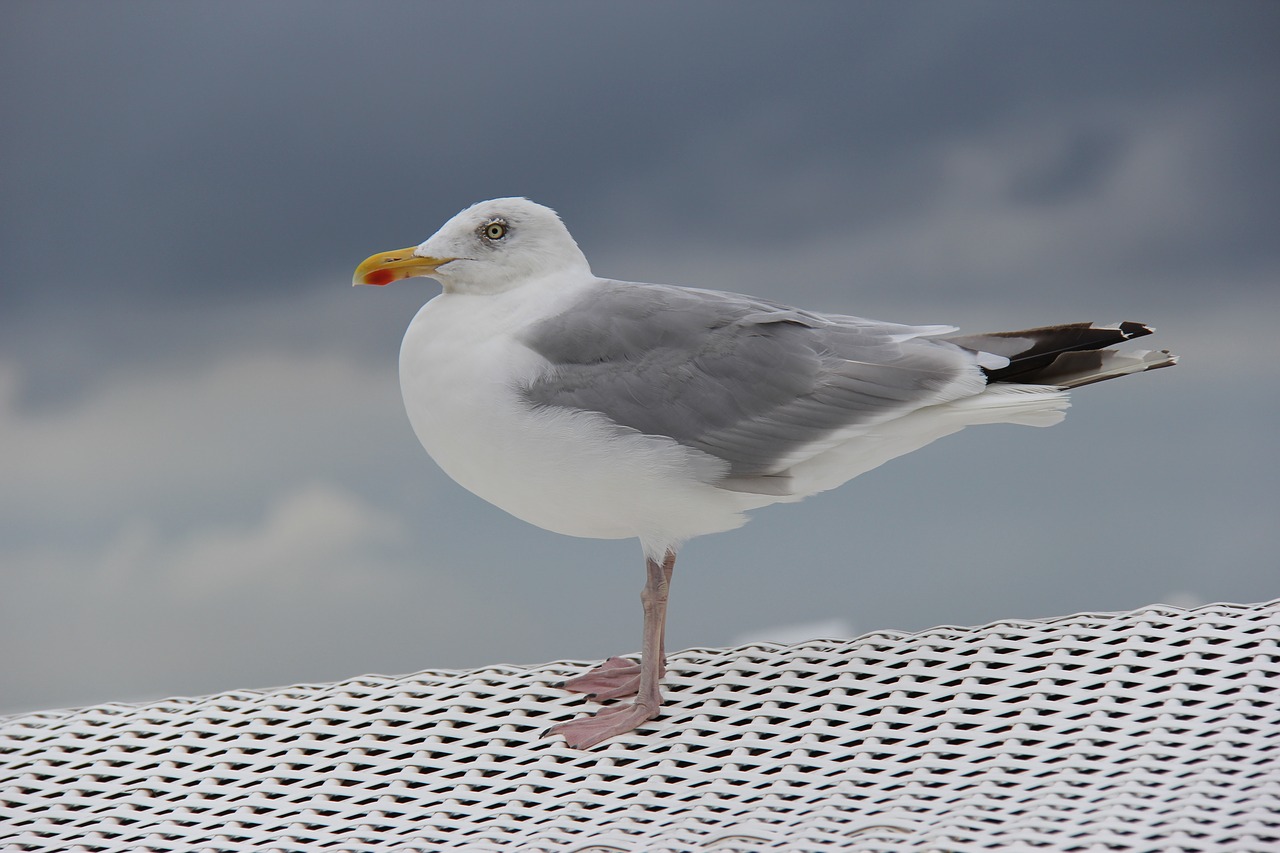 bird sea nature free photo