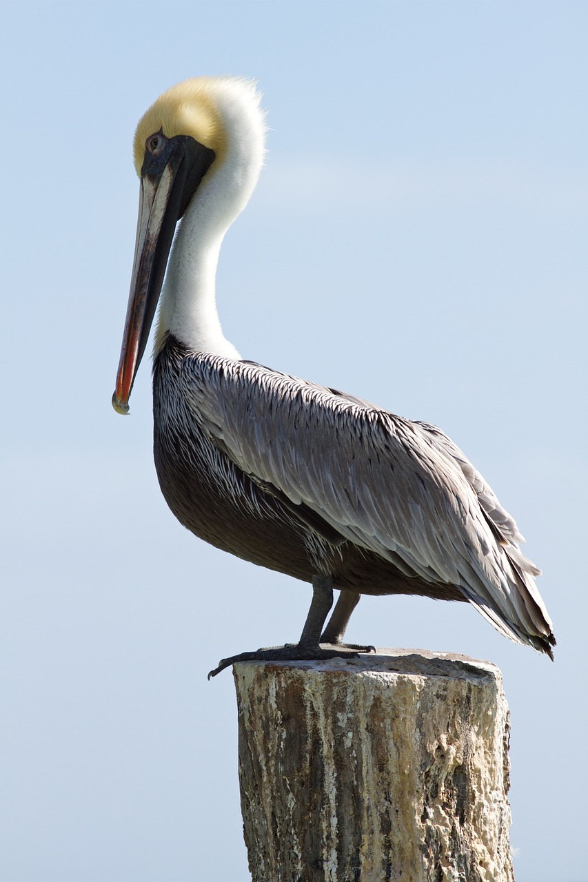 bird wildlife nature free photo