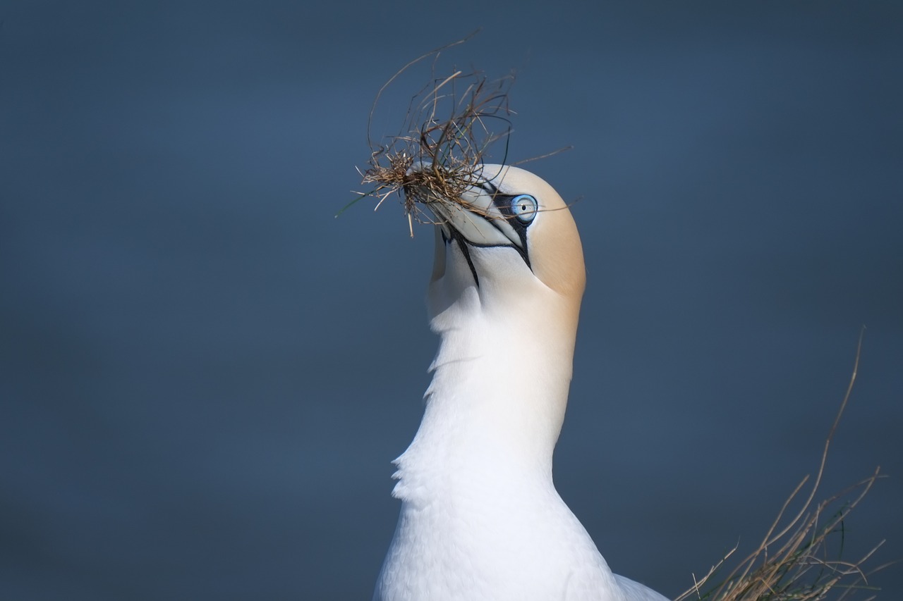 bird nature outdoors free photo