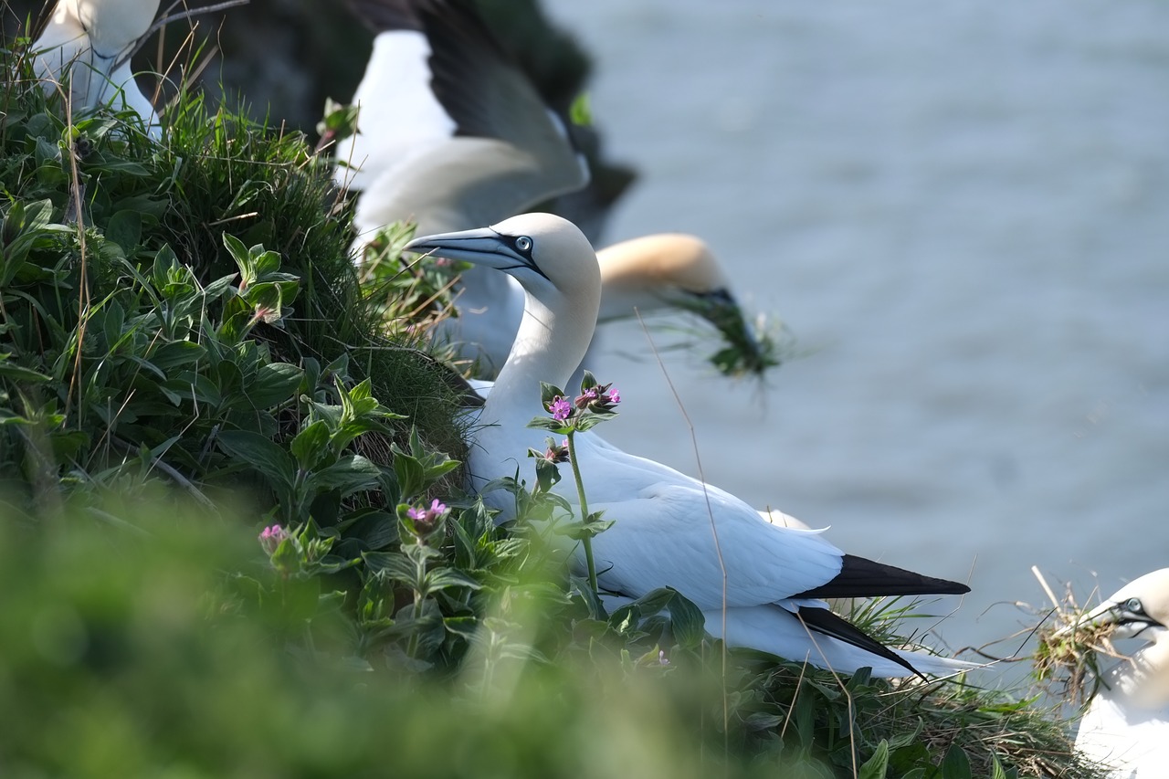 bird nature wildlife free photo