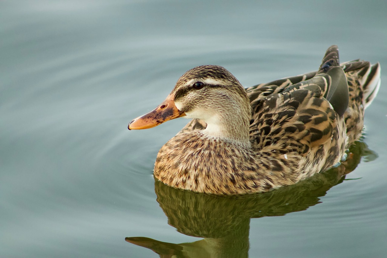 bird duck wildlife free photo