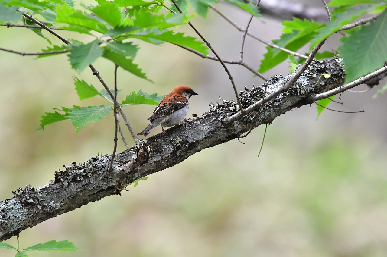 bird wild animals natural free photo