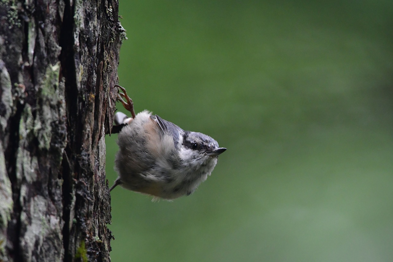 bird wild animals natural free photo