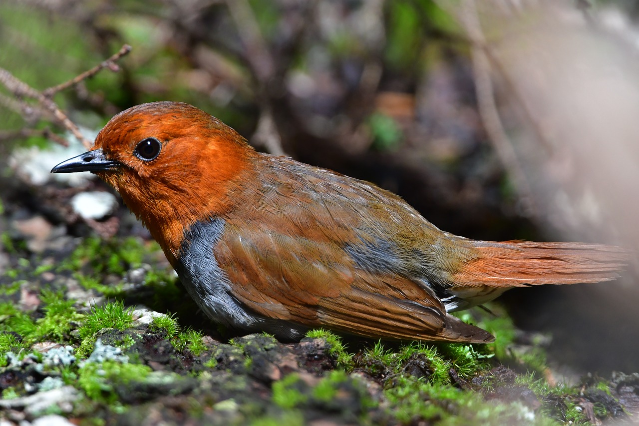 bird wild animals natural free photo