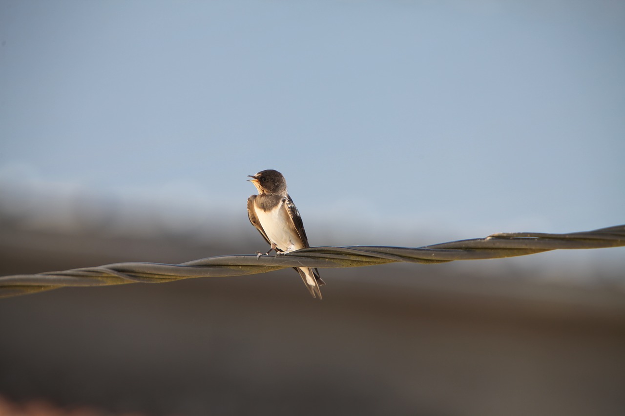 bird nature outdoor free photo