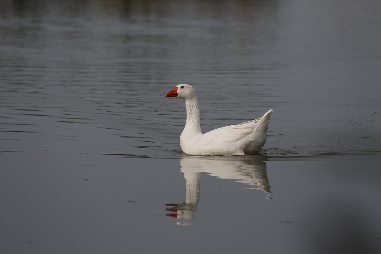 bird waters duck free photo