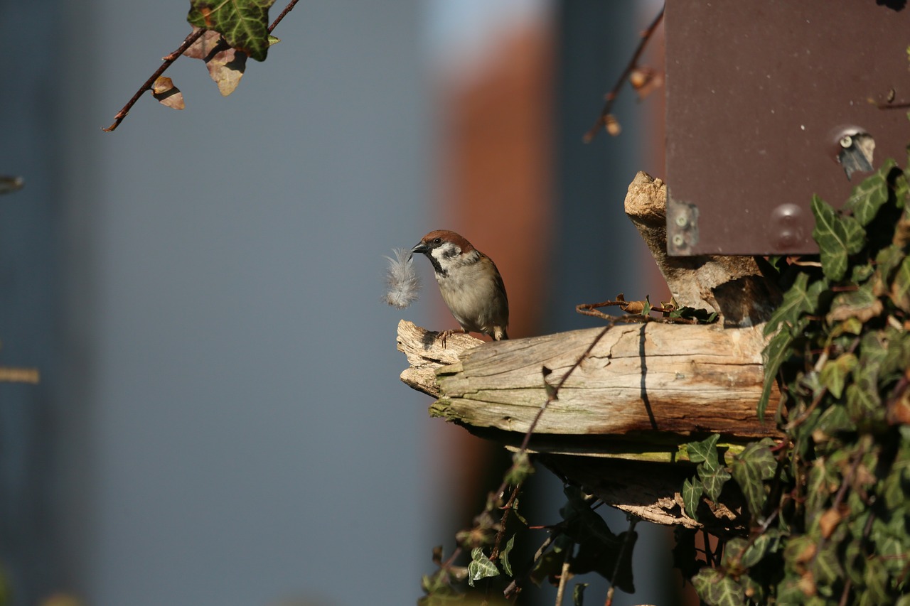 bird nature animal world free photo