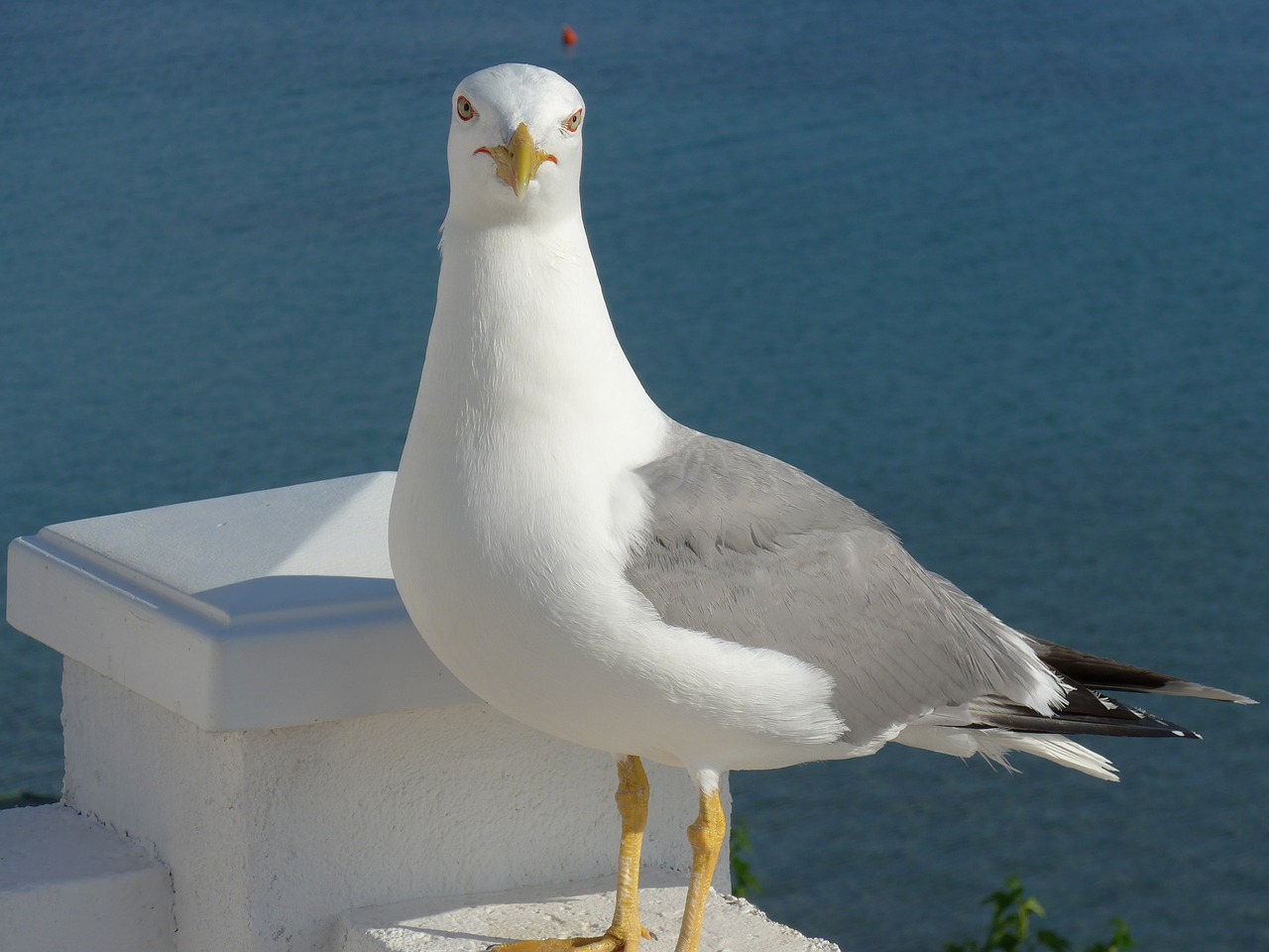 bird seagull animal world free photo