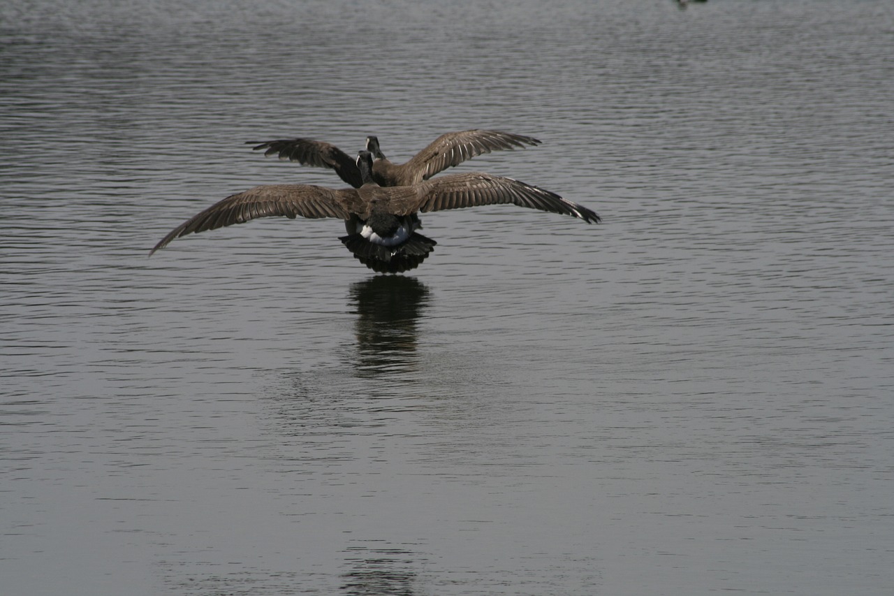 bird wildlife water free photo