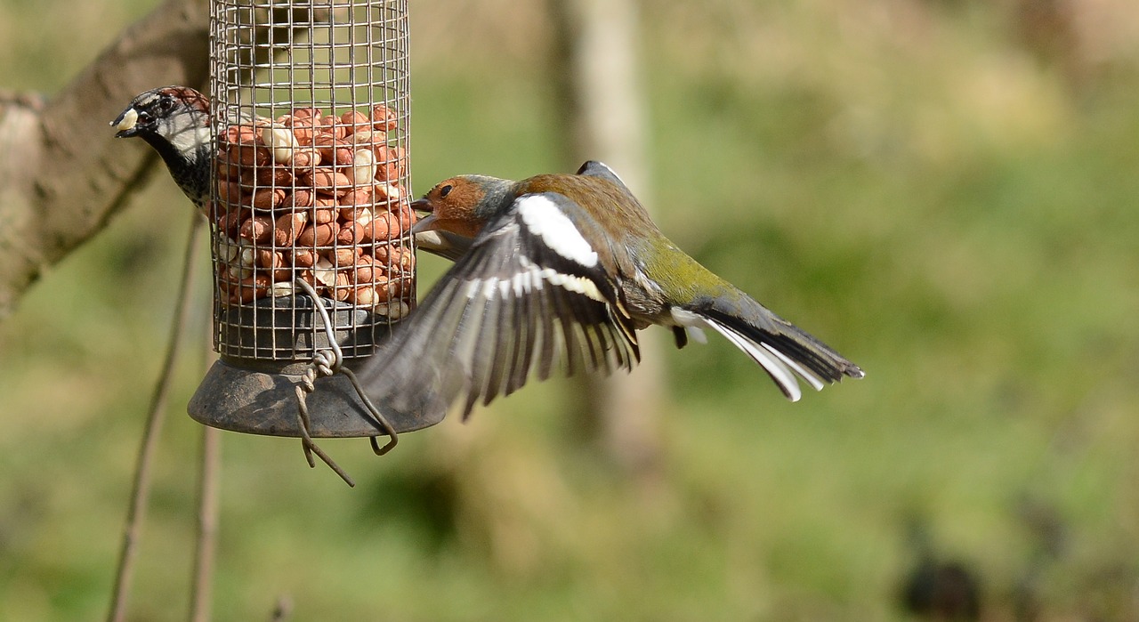 bird wildlife nature free photo