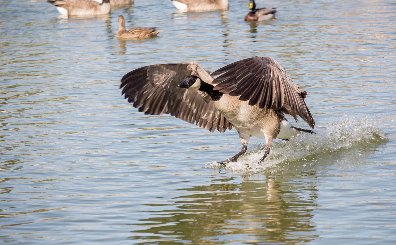 bird wildlife water free photo