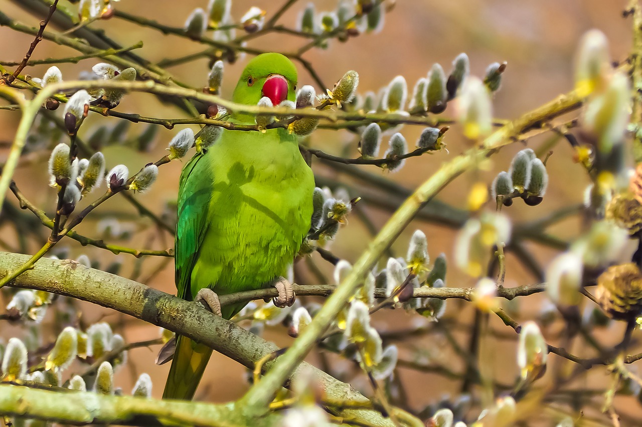 bird parakeet necked parakeet free photo