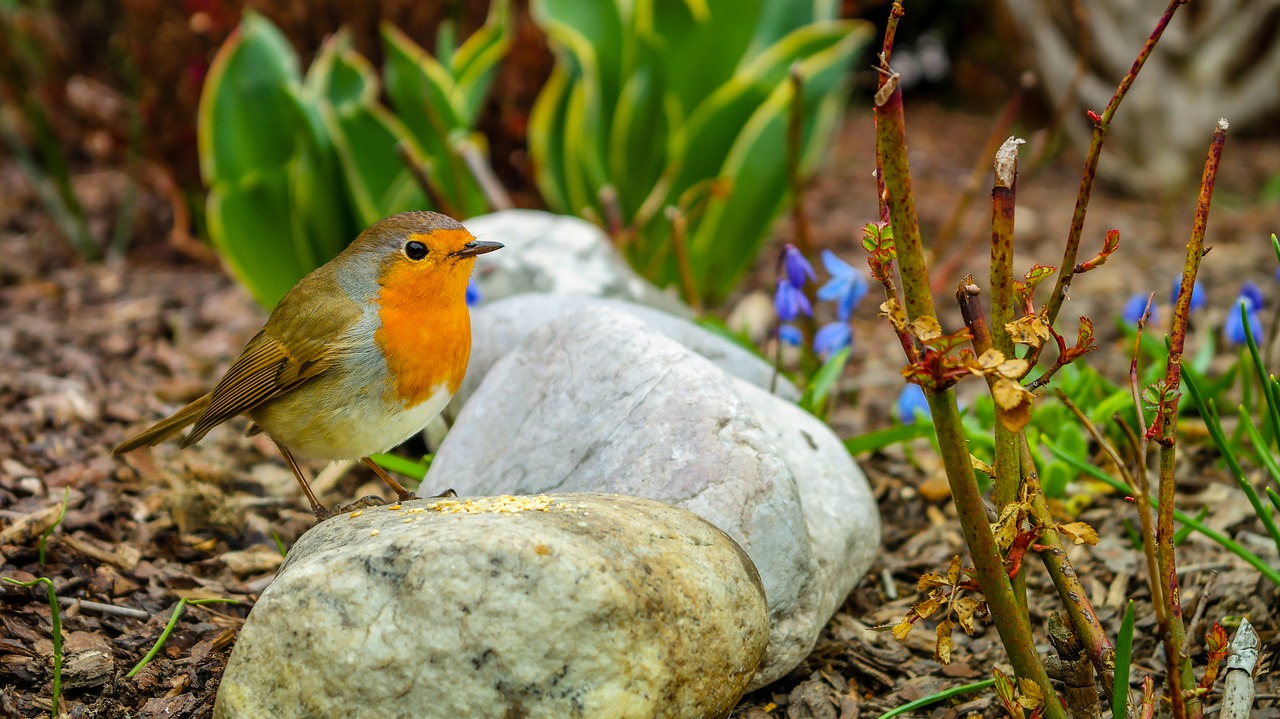 bird robin early risers free photo