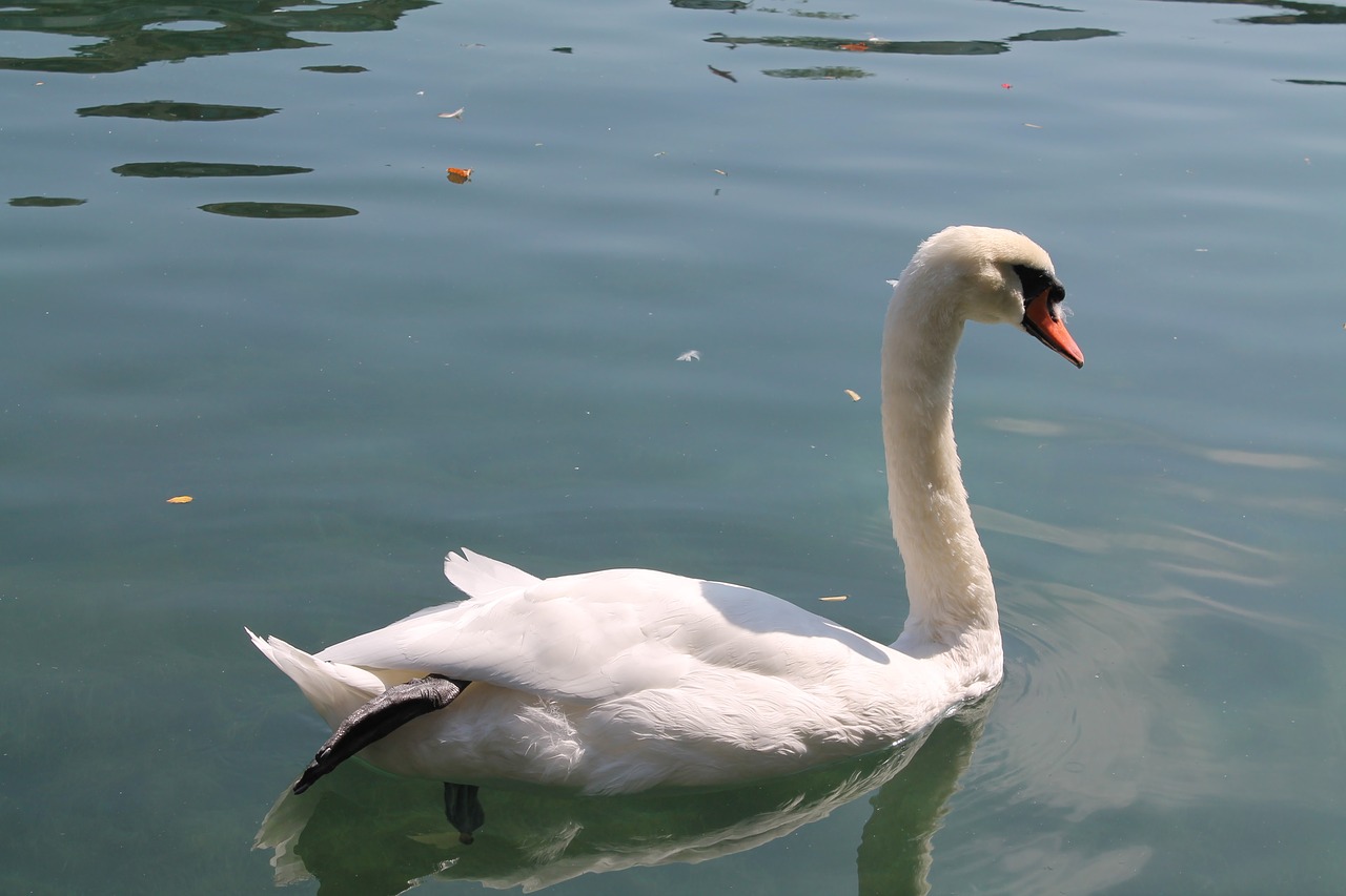 bird water swan free photo