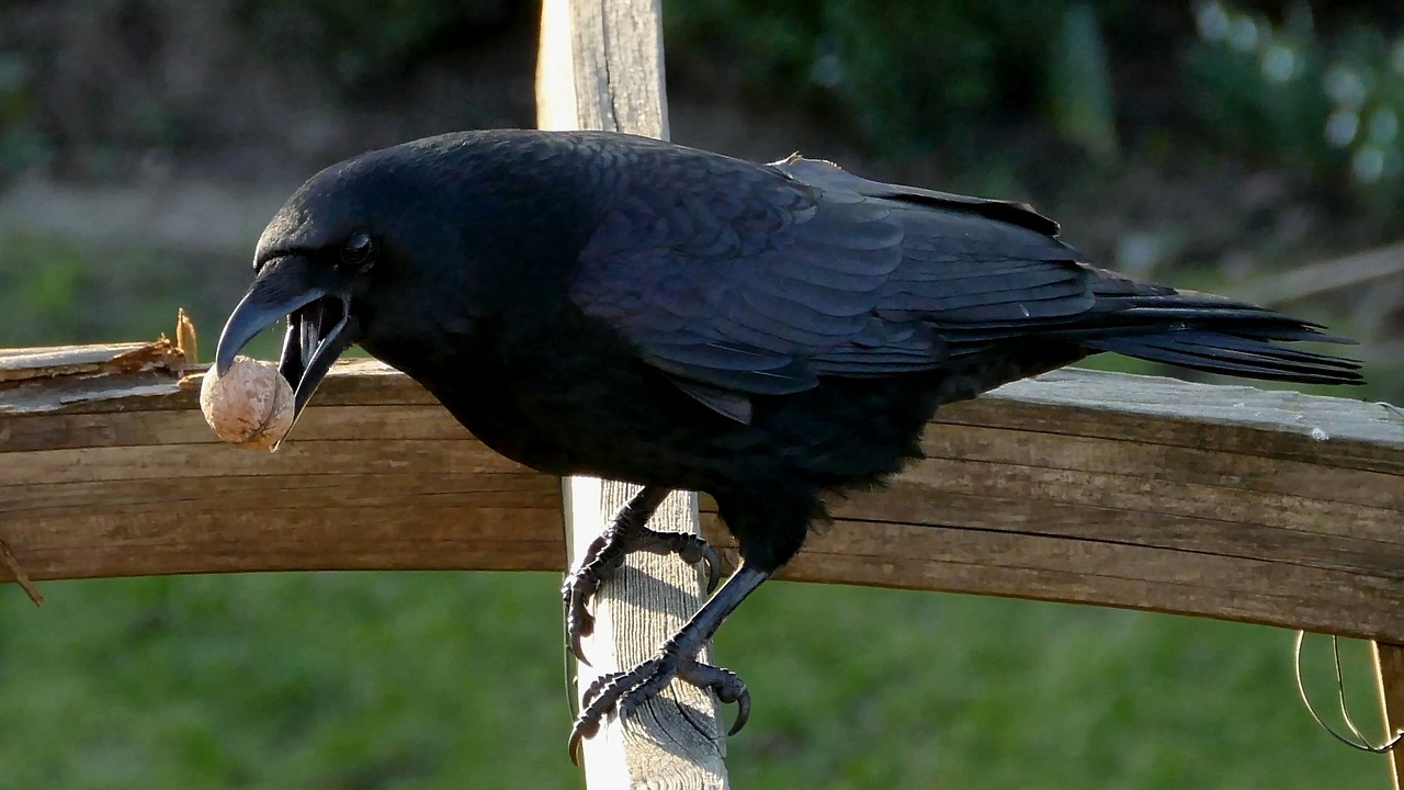 bird black crow free photo